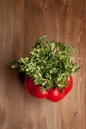 Red paprika with fresh herb on the wooden tableの写真素材
