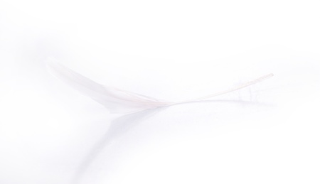White feather on white board の写真素材