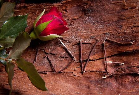 Composition as word love with red rose. For themes like love, valentine's dayの写真素材