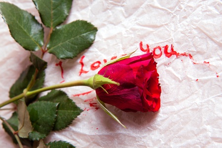 Composition as word love with red rose. For themes like love, valentine's dayの写真素材