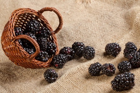 Blackberries from basket on sackclothの写真素材
