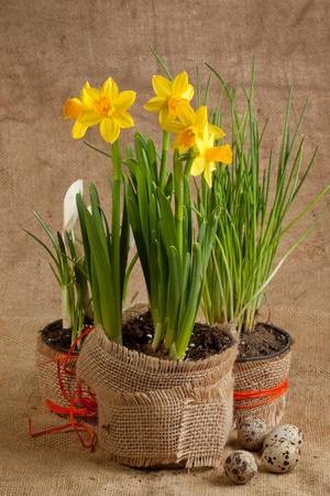 Bunch of yellow spring daffodils on sacking with quail eggsの写真素材