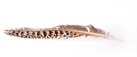 Feather isolated on a white backgroundの写真素材
