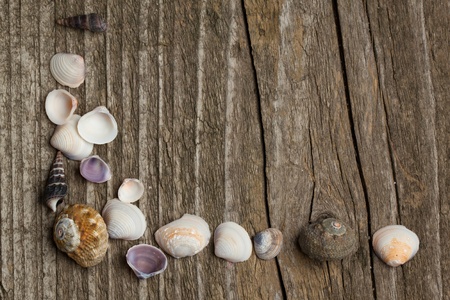 Sea shells collection on old wooden backgroundの写真素材