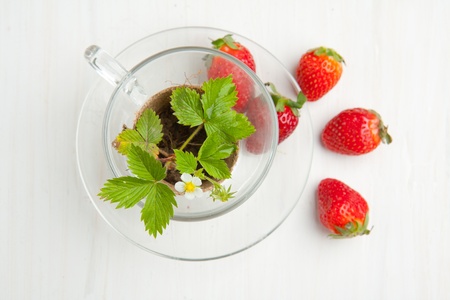 Sprout of  strawberry in transparent glass and fresh strawberries on white tableの写真素材