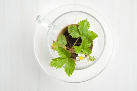 Top view blossom sprout of strawberry in glass cup on white tableの写真素材