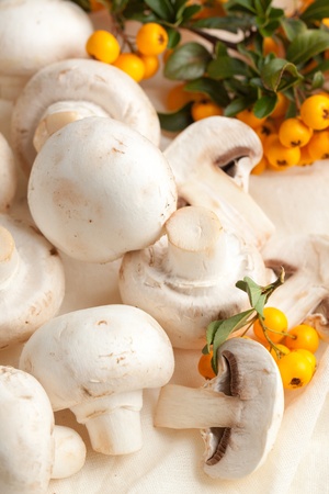 White champignon mushroom with orange berriesの写真素材