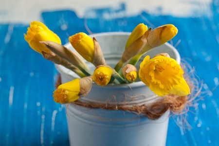 Bud of yellow daffodils in white metal bucket on blue tableの写真素材