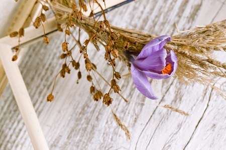 Purple crocus flower in in dry grassy wreath on white wooden tableの写真素材