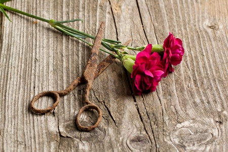 Pink carnation flowers and old rusty scissors on old wooden tableの写真素材