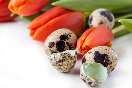 Beautiful red tulips and quail eggs on white backgroundの写真素材