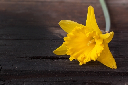 beautiful yellow flower daffodil on old wooden table の写真素材
