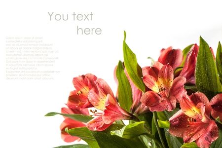 Bouquet of beautiful wet red lily over white with sample textの写真素材