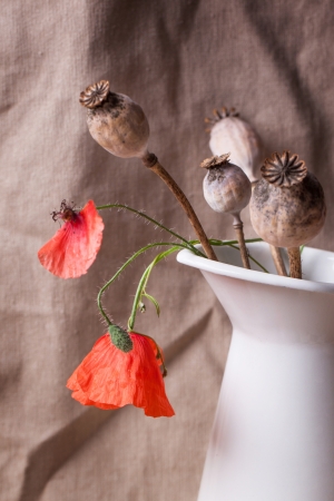 Still-life with poppy dry heads and red flowers in white vaseの写真素材