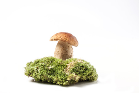 One cep mushroom on green forest moss isolated over whiteの写真素材