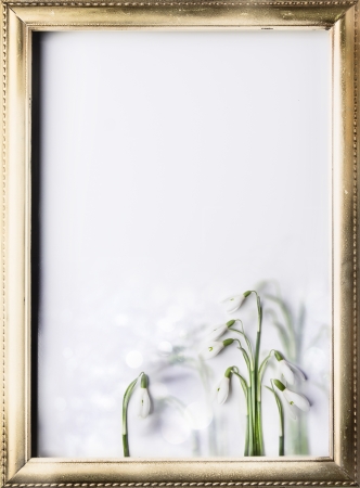 beautiful white snowdrops isolated over white on gold frameの写真素材