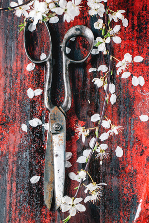 Top view on vintage scissors with blossom branch of cherry-tree on red wooden background.の写真素材