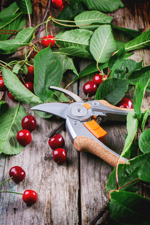 Bunch of fresh cherries with secateurs on old wooden tableの写真素材