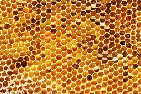 Emtty honeycombs as background