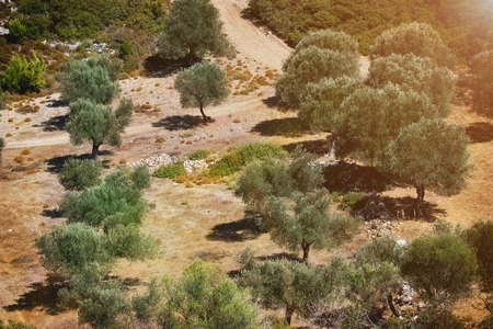 Greece landscape with olive tree in sunny dayの写真素材