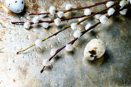 Blooming willow branches and quail eggs over wet metal surface