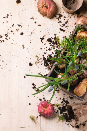 Tulip bulbs and muscari sprouts over wooden background. Top view.の写真素材