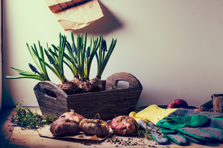 Muskari sprouts and tulip bulbs ready for planting and garden tools over wooden table. In retro...