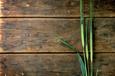 Three ears of young green barley over wooden background. Top viewの写真素材