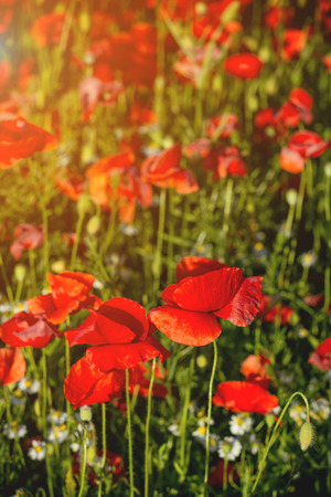 Big flowers and young buds of red poppies on blooming poppy field in sunset light. Selective focusの写真素材