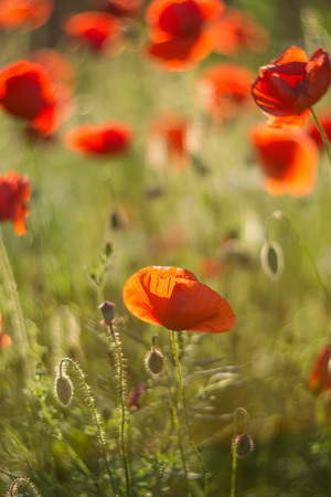 Big flowers and young buds of red poppies on blooming poppy field in sunset light. Soft focusの写真素材