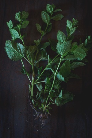 Bunch of fresh herbs mint over old metal background. Natural day light. Top view