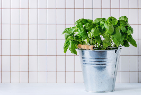 Fresh Basil branch with water spots on leaves in metal pot over kitchen table with white tiled wall at background.の写真素材
