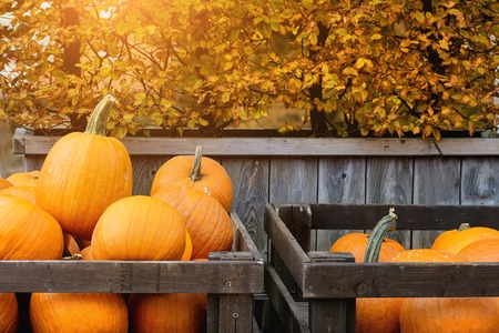 Autumn Harvest of Pumpkins in big wooden boxes on street market.