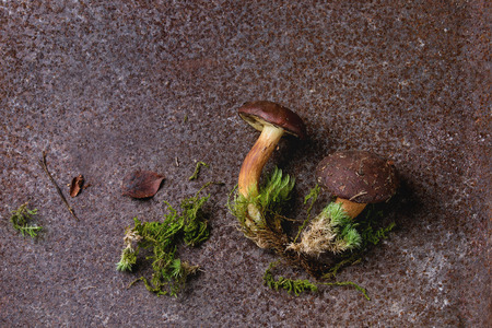 Wild edible forest polish mushroom boletus with root and moss over old iron rusty texture...