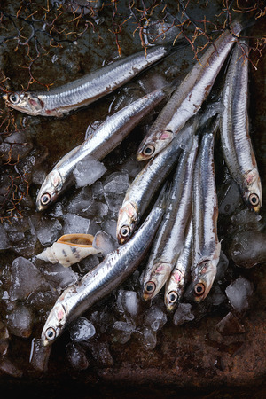 Lot of raw fresh anchovies fishes and seashells on crushed ice over old dark metal background. Top view. Sea food background theme with space for textの写真素材