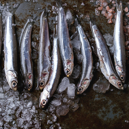 Lot of raw fresh anchovies fishes on crushed ice with pink and sea salt over old dark metal...