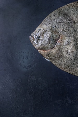 Raw fresh whole flounder fish over dark wet metal background. Top view with space