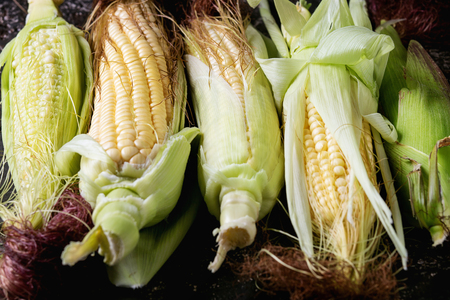 Young raw uncooked corn cobs in leaves. Close up over dark brown concrete texture background.の写真素材