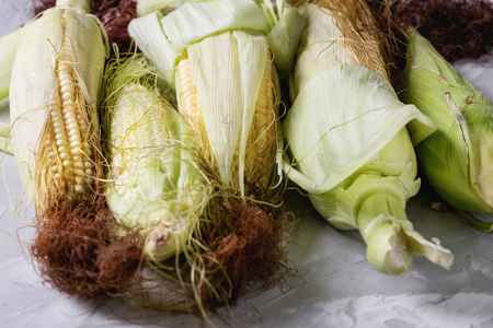 Young raw uncooked corn cobs in leaves. Close up over light gray concrete texture background.の写真素材