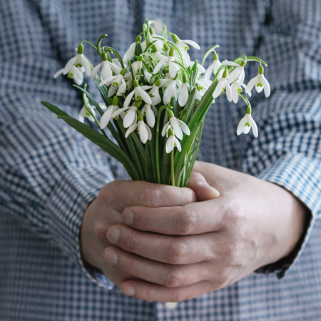 Bouquet of wild snowdrops in male hands. Man in blue and white checkered shirt. Day light. Spring gift. Square imageの写真素材