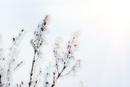 Frozen tree branches in fog winter day.の写真素材