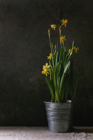 Narcissus daffodils flowers in metal pot standing on table with linen tablecloth. Dark still life. Copy spaceの写真素材