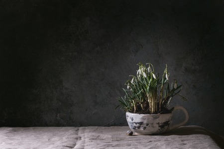 Blossom snowdrops in ceramic mug standing on linen tablecloth in dark room. Spring interior decorations.の写真素材