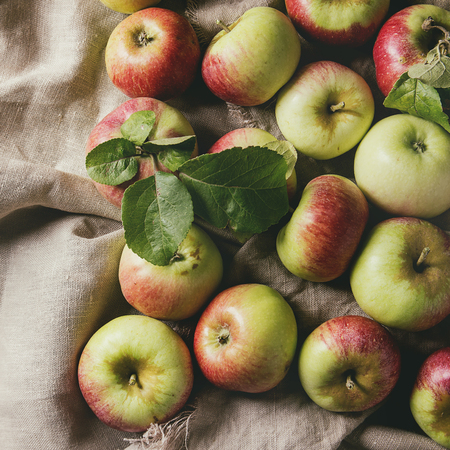 Ripe gardening green red apples with leaves over linen cloth as background. Flat lay, space. Autumn harvest. Square imageの写真素材