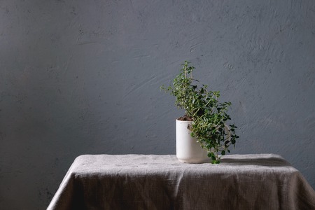 Kitchen table potted gardening greens thyme in white mug over grey linen table cloth. Copy spaceの写真素材