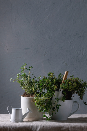 Kitchen table potted gardening greens variety of thymes in white mug over grey linen table cloth with little decorative watering can and shovel. Copy spaceの写真素材