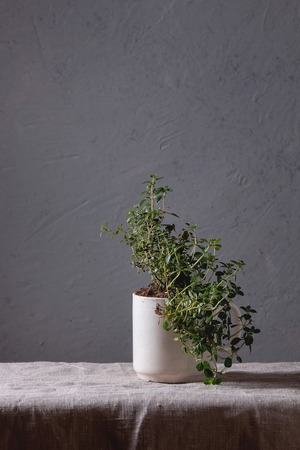 Kitchen table potted gardening greens thyme in white mug over grey linen table cloth. Copy spaceの写真素材
