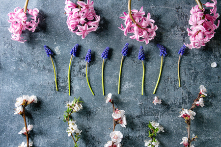 Spring frame blossom flowers pink hyacinth, muscari, pear and cherry branches over blue texture background. Flat lay, spaceの写真素材