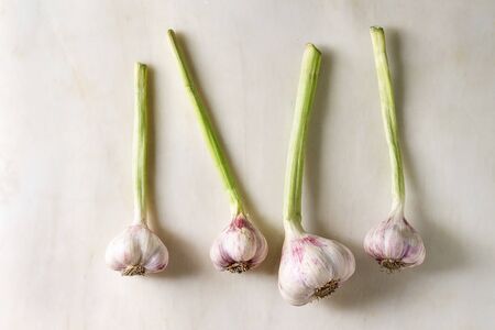 Young organic garden garlic in row over white marble background. Flat lay, spaceの写真素材