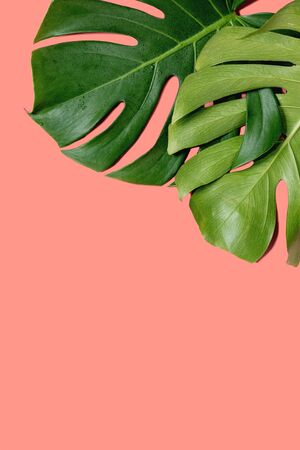 Two tropical jungle Monstera leaves with water spots isolated over coral background.の写真素材